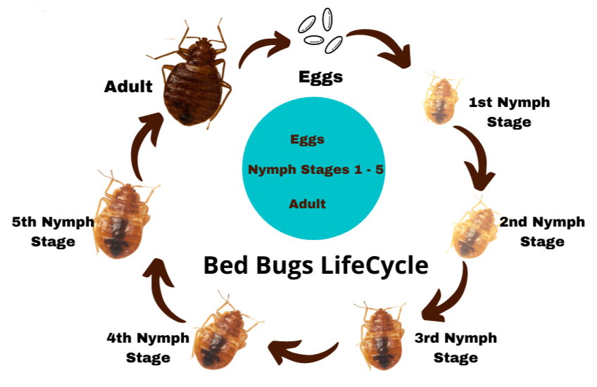 life-cycle-of-a-fly