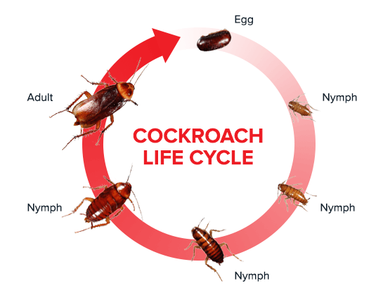 life-cycle-of-a-cockroach