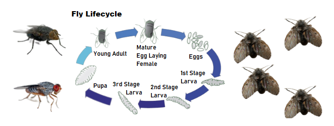 life-cycle-of-a-fly
