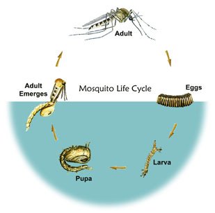 life-cycle-of-a-fly