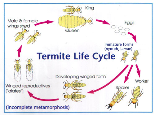 life-cycle-of-a-cockroach